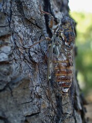 Cicada orni