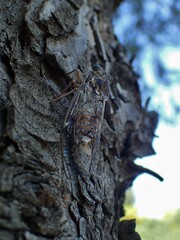 Cicada orni