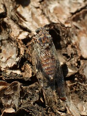 Cicada orni