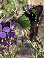 Graphium macleayanus