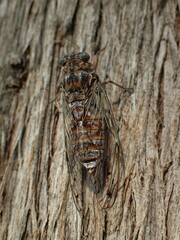 Cicada orni
