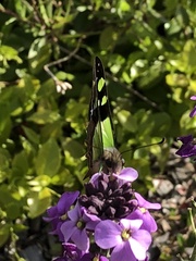 Graphium macleayanus