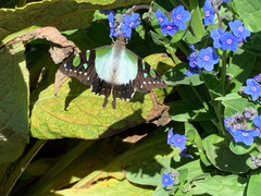 Graphium macleayanus