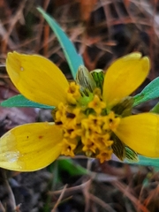 Bidens beckii