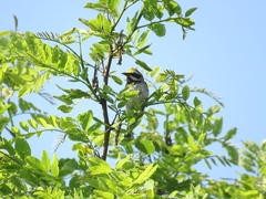 Vermivora chrysoptera