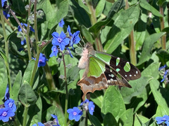 Graphium macleayanus