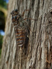 Cicada orni