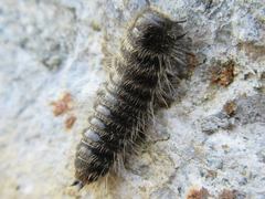 Cerogria janthinipennis