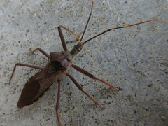 Isyndus obscurus