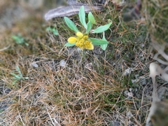 Bidens beckii