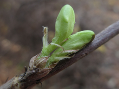 Weigela subsessilis