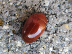 Neotriplax lewisii