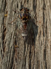 Cicada orni