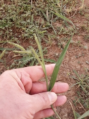 Paspalum dilatatum