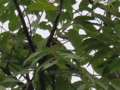 Vermivora chrysoptera