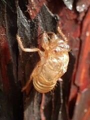 Cicada orni