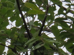 Vermivora chrysoptera