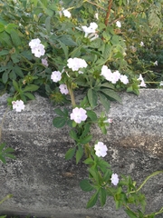Ipomoea pes-tigridis pes-tigridis