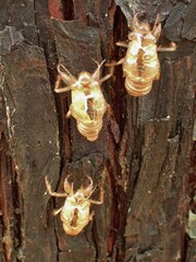 Cicada orni