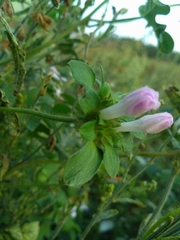 Ipomoea pes-tigridis pes-tigridis