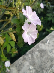 Ipomoea pes-tigridis pes-tigridis