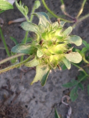 Ipomoea pes-tigridis pes-tigridis
