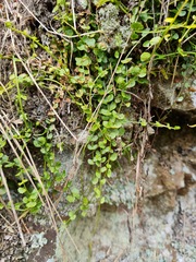 Asplenium flabellifolium