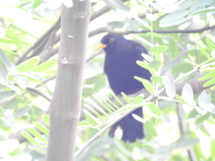 Turdus merula cabrerae