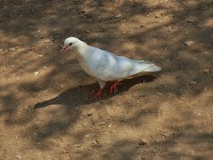 Columba livia domestica