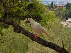 Columba livia domestica