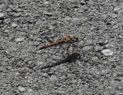 Sympetrum nigrifemur