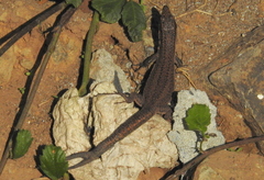 Teira dugesii dugesii