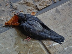 Columba livia domestica