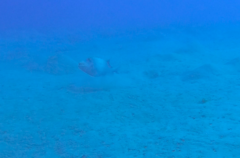 Pseudobalistes flavimarginatus