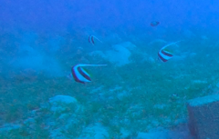 Heniochus diphreutes