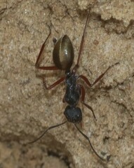 Camponotus suffusus bendigensis
