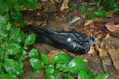 Columba livia domestica