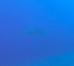 Caranx ignobilis
