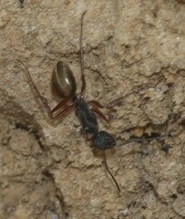 Camponotus suffusus bendigensis