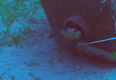 Pseudobalistes flavimarginatus