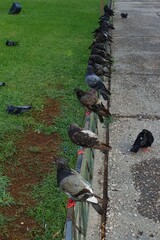 Columba livia domestica