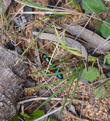 Diamma bicolor