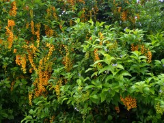 Duranta erecta