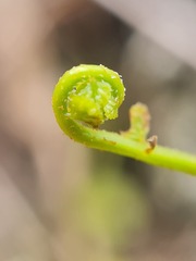 Asplenium flabellifolium