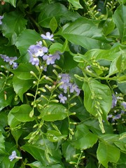 Duranta erecta