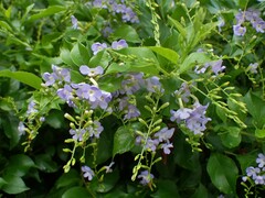 Duranta erecta