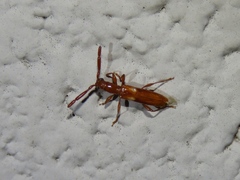Heterachthes quadrimaculatus