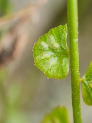 Asplenium flabellifolium