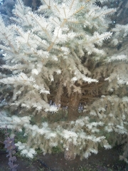 Picea pungens