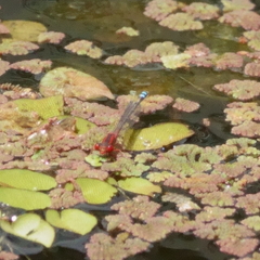 Xanthagrion erythroneurum